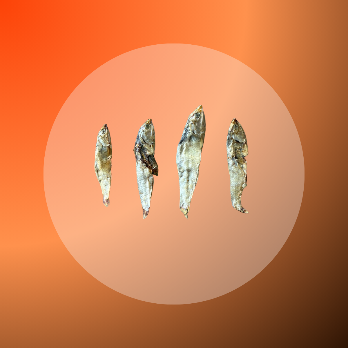 Anchovy Forage Fish - 1 kg