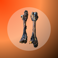 Kangaroo Femur Bone - 5 pcs