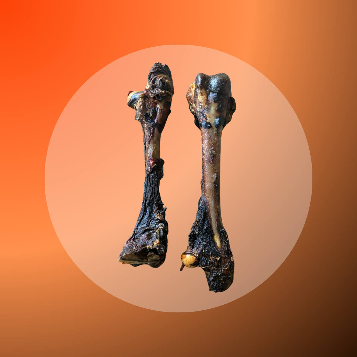 Kangaroo Femur Bone - 5 pcs
