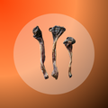 Kangaroo Tendons - 100 g