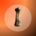 Lamb Bones - 5 pcs
